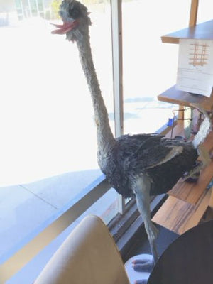Joan Clark 6'2" Ostrich Decorative Accent